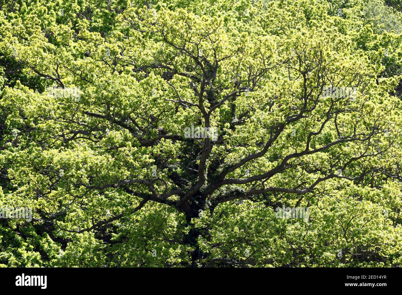 Hermoso roble translúcido, iluminado por el sol y con tronco y ramas claros Foto de stock
