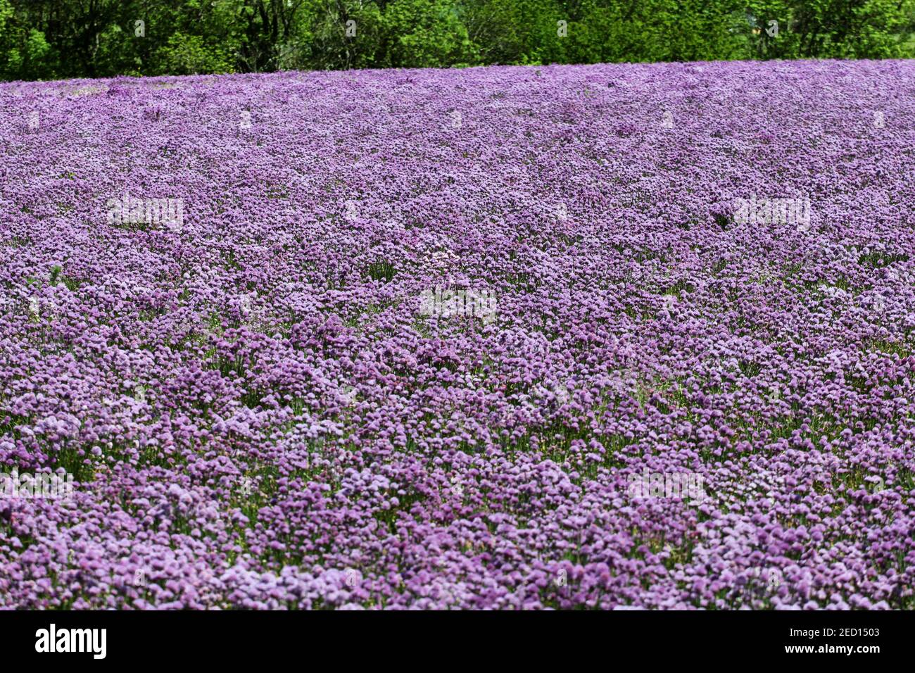 Púrpura y verde, un campo de cebos bordea el bosque Foto de stock