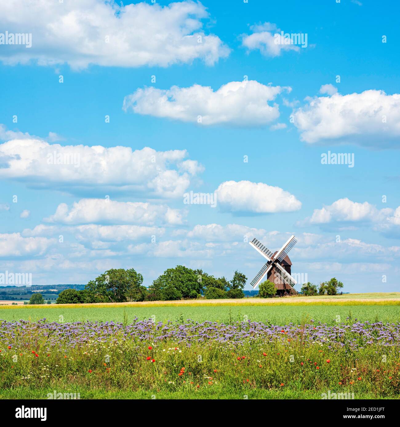 Paisaje de campo con franjas de flores y molino de viento en el Magdeburger Boerde, Dieckmann Mill, Wulferstedt, Sajonia-Anhalt, Alemania Foto de stock