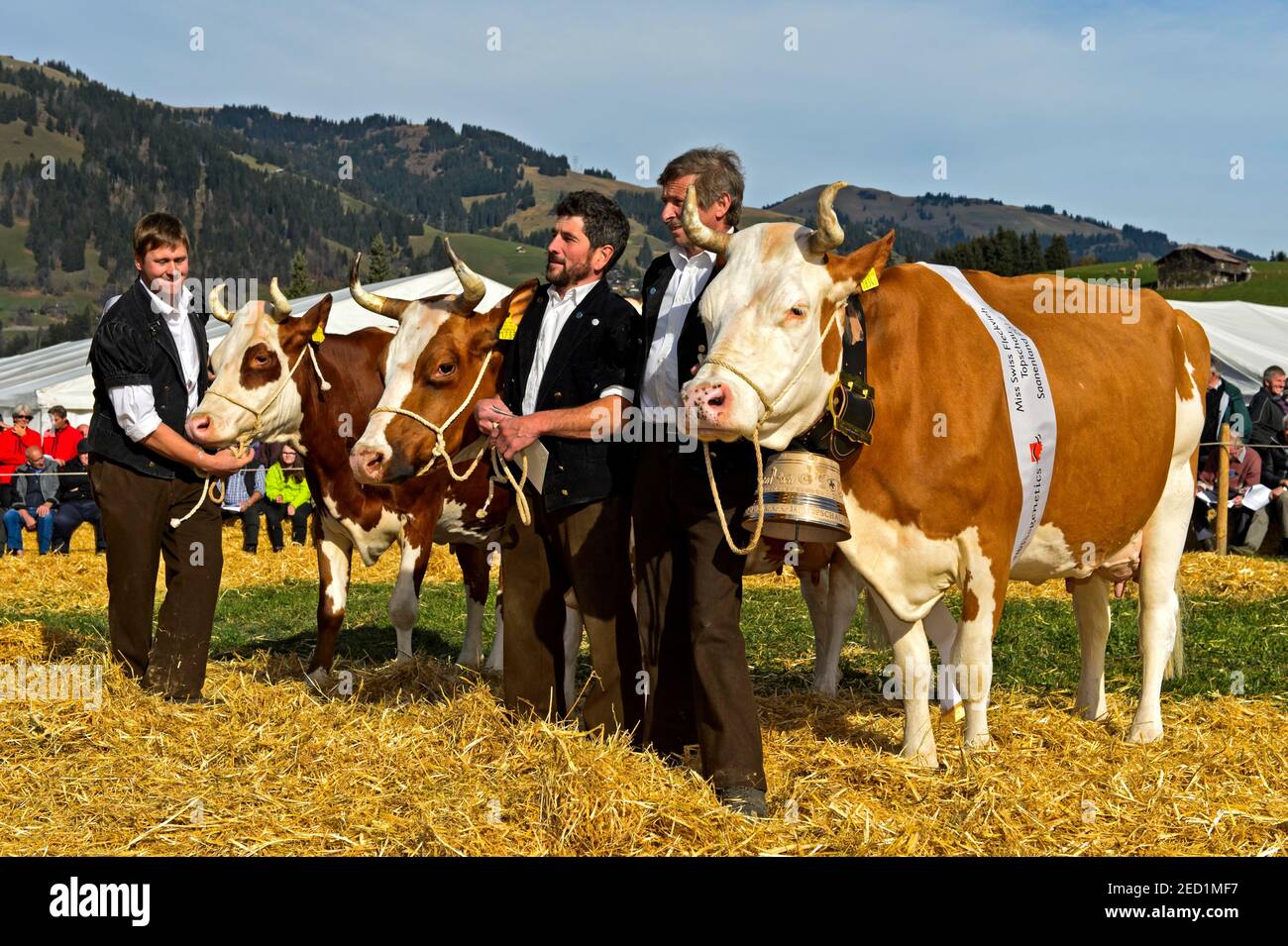 Simmental, vacas ganadoras, Miss Simmental competencia de la muestra de ganado Suizo Cow Topschau Saanenland, Gstaad, Suiza Foto de stock
