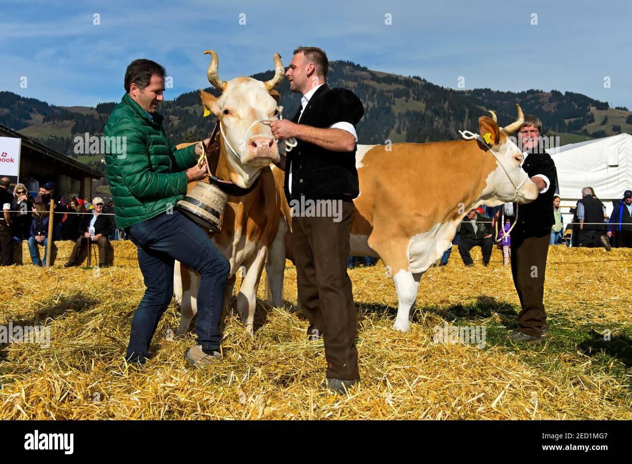 La vaca ganadora en el concurso Miss Simmental para el ganado Simmental recibe una campana, Viehschau Swiss Cow Topschau Saanenland, Gstaad, Suiza Foto de stock