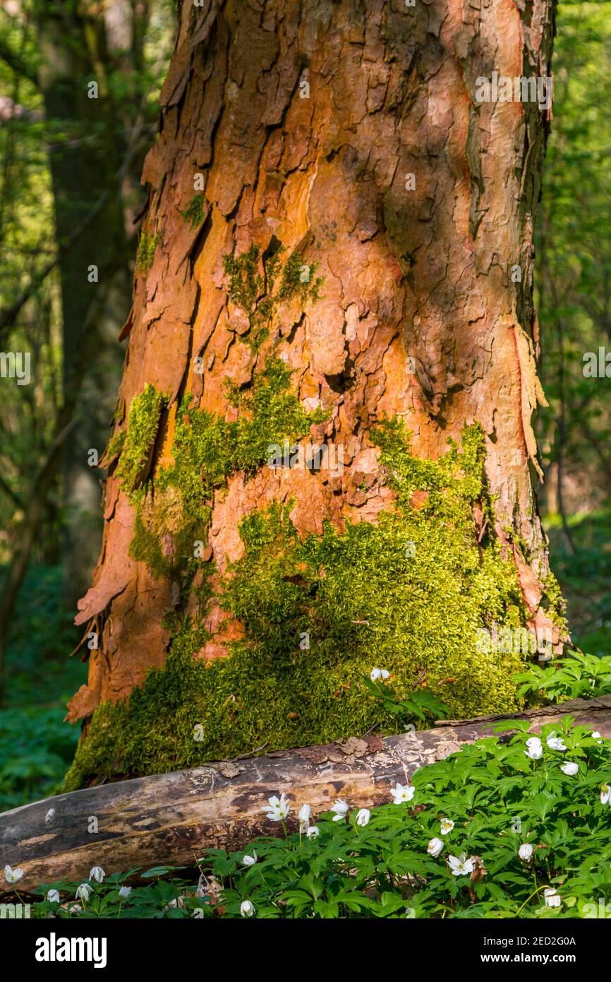 Karstwanderweg im Harz Foto de stock
