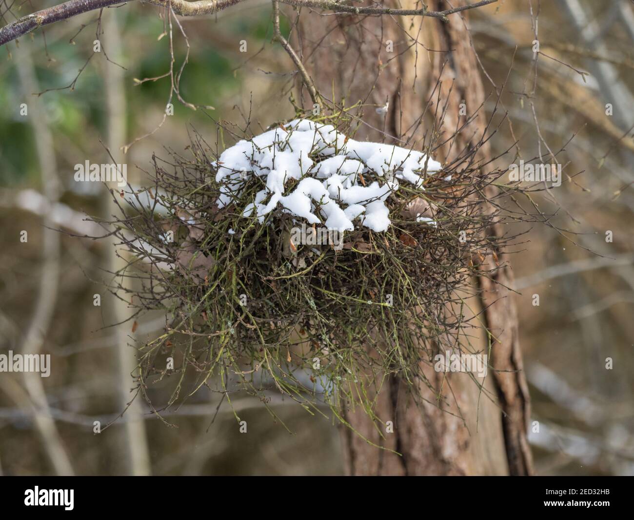 Árbol infectado por la viña de la bruja con nieve cubierta Foto de stock