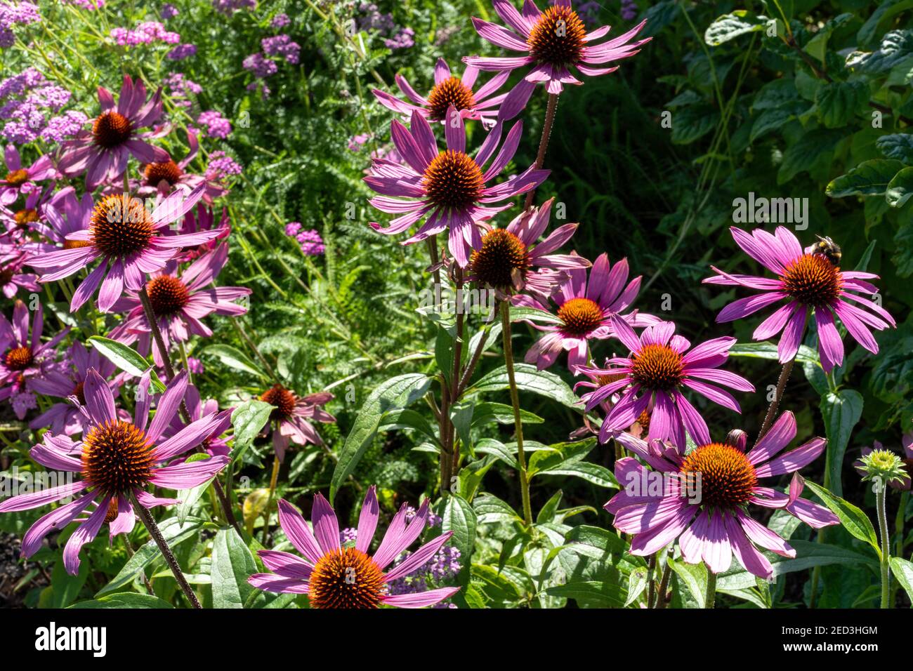 Echinacea purpurea Praire Splendor, Jardín Nacional de Gales, Carmarthenshire Foto de stock
