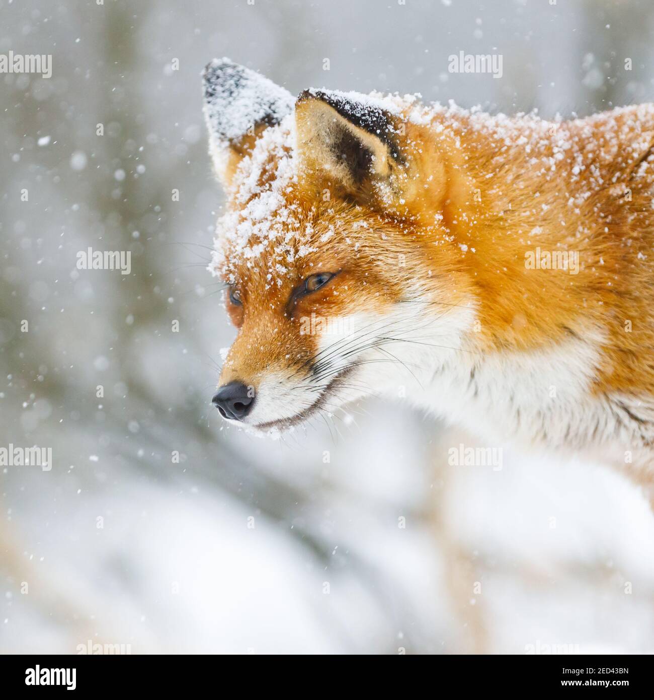 un bello zorro rojo en la nieve Foto de stock