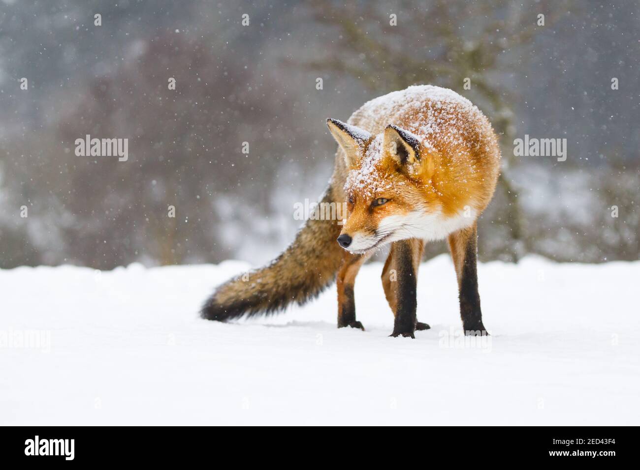 un bello zorro rojo en la nieve Foto de stock