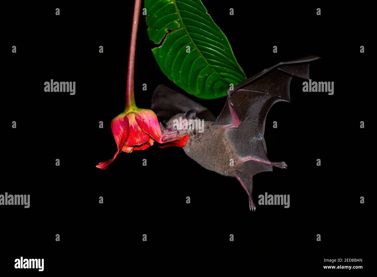 Pallas Long-tongued bat (Glossophaga soricina) murciélago sudamericano y  centroamericano con un rápido metabolismo que se alimenta del néctar,  volando murciélago en la noche, f Fotografía de stock - Alamy