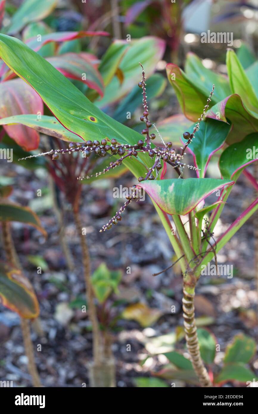 Cordyline terminalis 'bolero'. Foto de stock