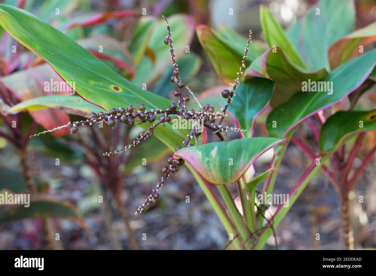 Cordyline terminalis 'bolero'. Foto de stock