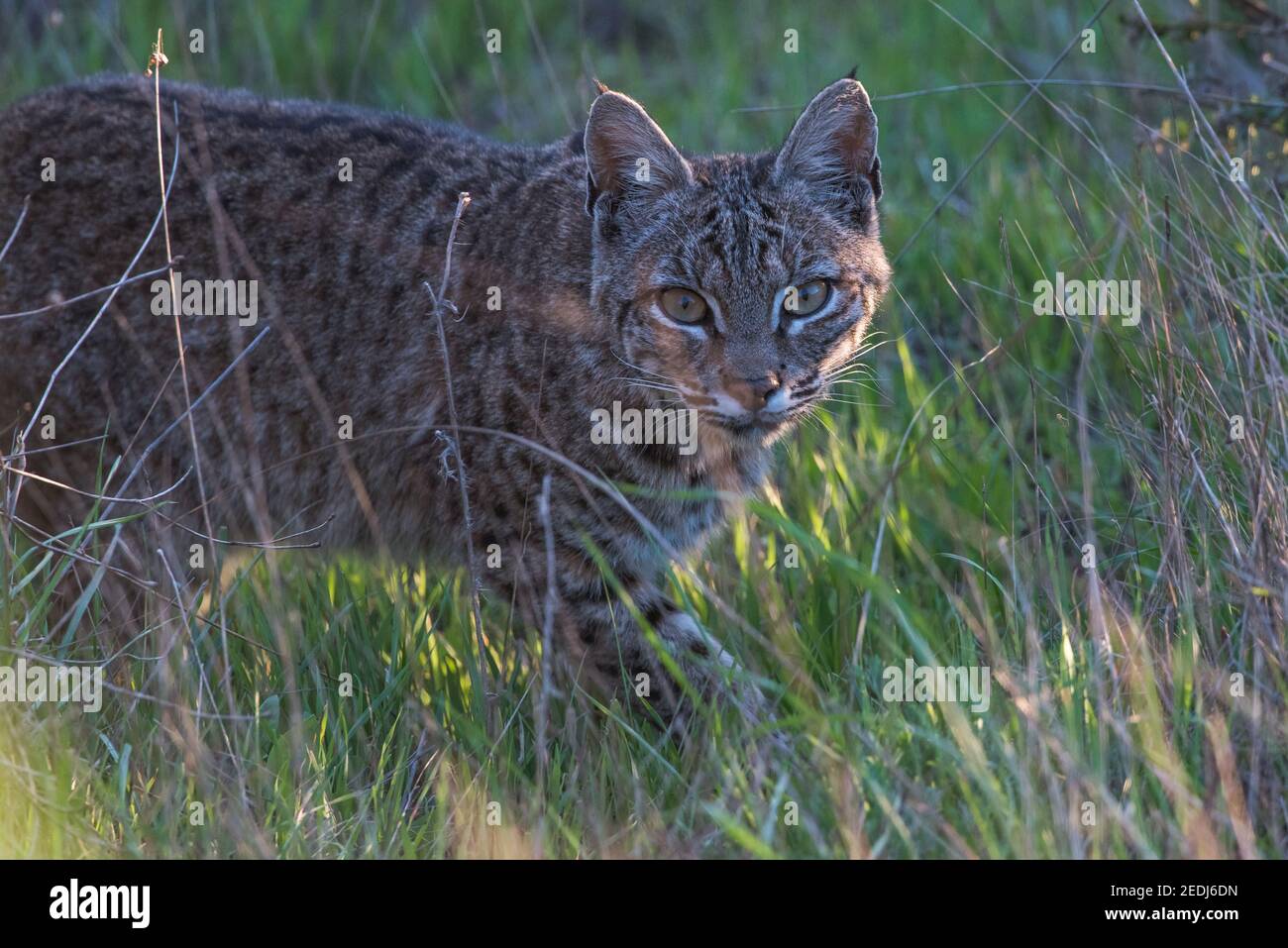 Un gato montés (Lynx rufus) mirando la cámara mientras cazaba pequeñas presas en la zona de la Bahía de San Francisco en California. Foto de stock