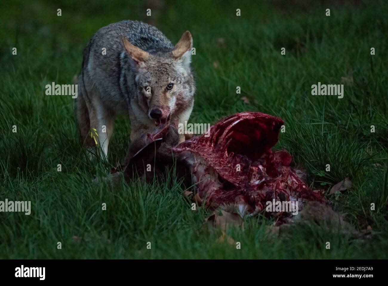 Un coyote (Canis latrans) comiendo un ciervo muerto y sangriento en las cabeceras de Marin del área de recreación Golden Gate en California. Foto de stock