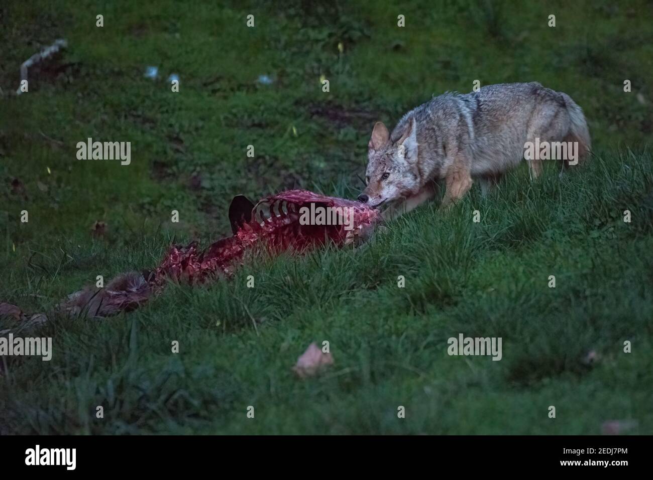 Un coyote (Canis latrans) comiendo un ciervo muerto y sangriento en las cabeceras de Marin del área de recreación Golden Gate en California. Foto de stock