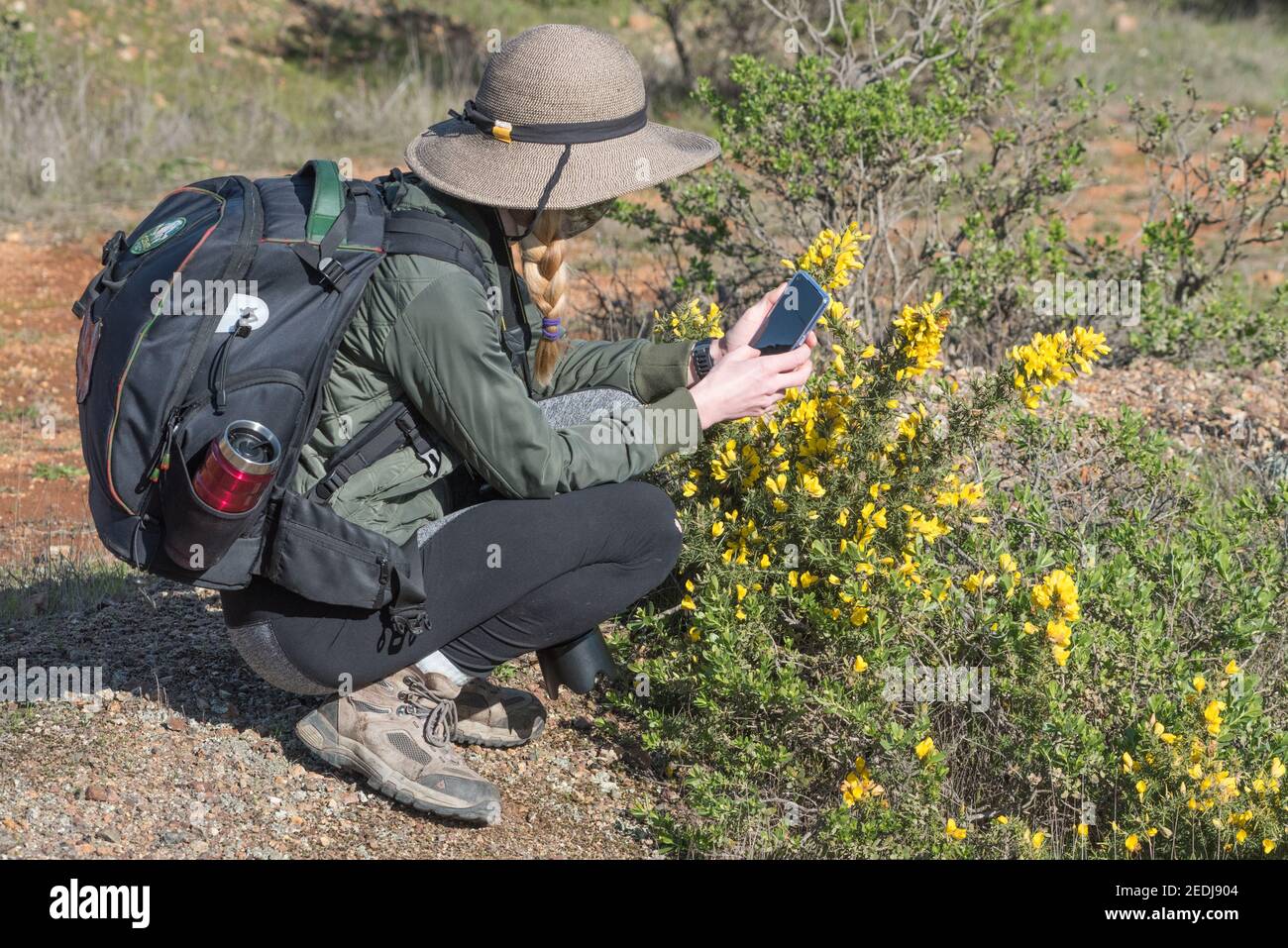 Una mujer hiker tomando una foto de gorse con su teléfono para iNaturalist, una herramienta de ciencia ciudadana en línea para registrar la biodiversidad. Foto de stock