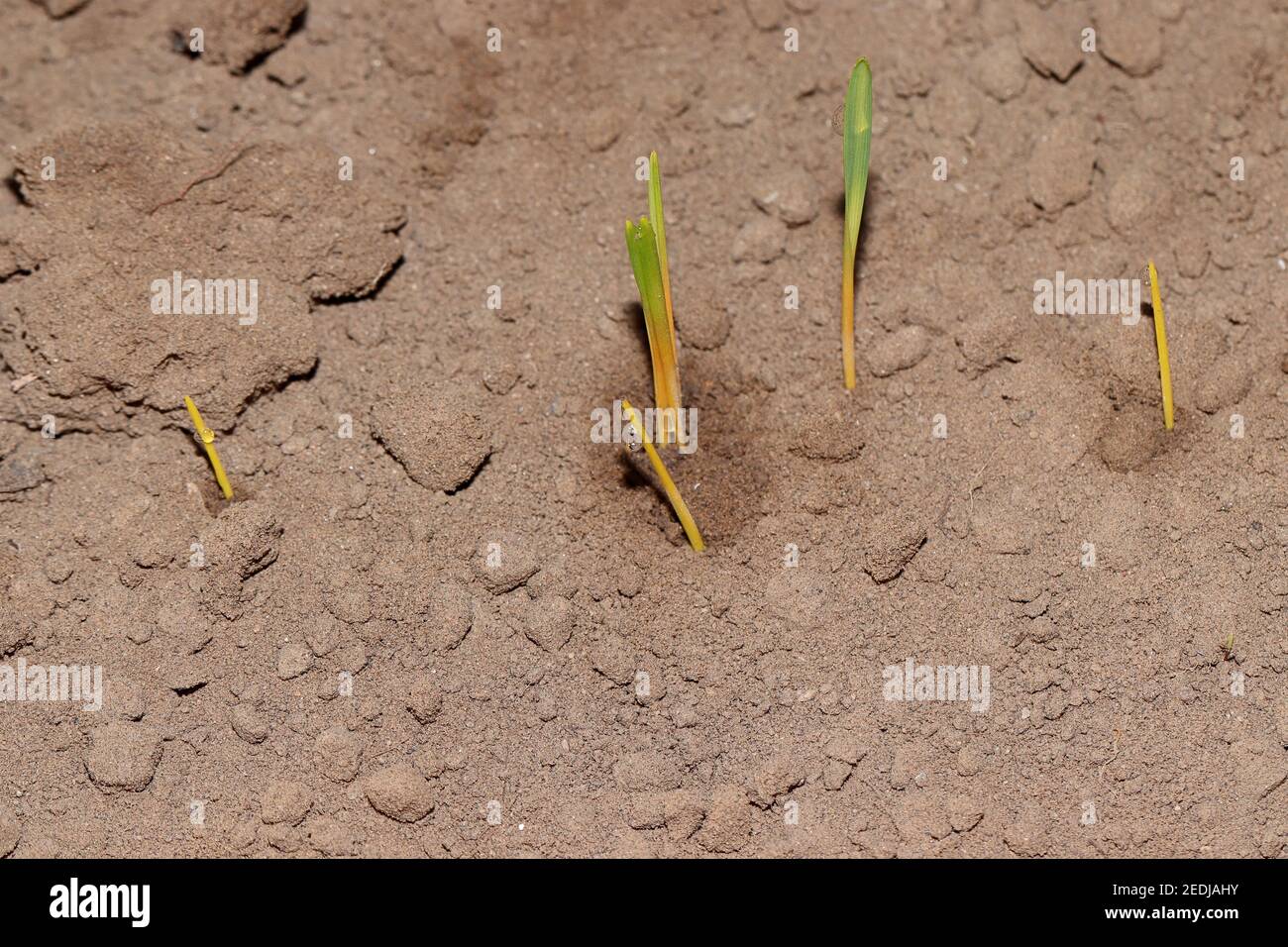 Hierba de trigo verde fresca que crece en el campo, la agricultura de asia india Foto de stock
