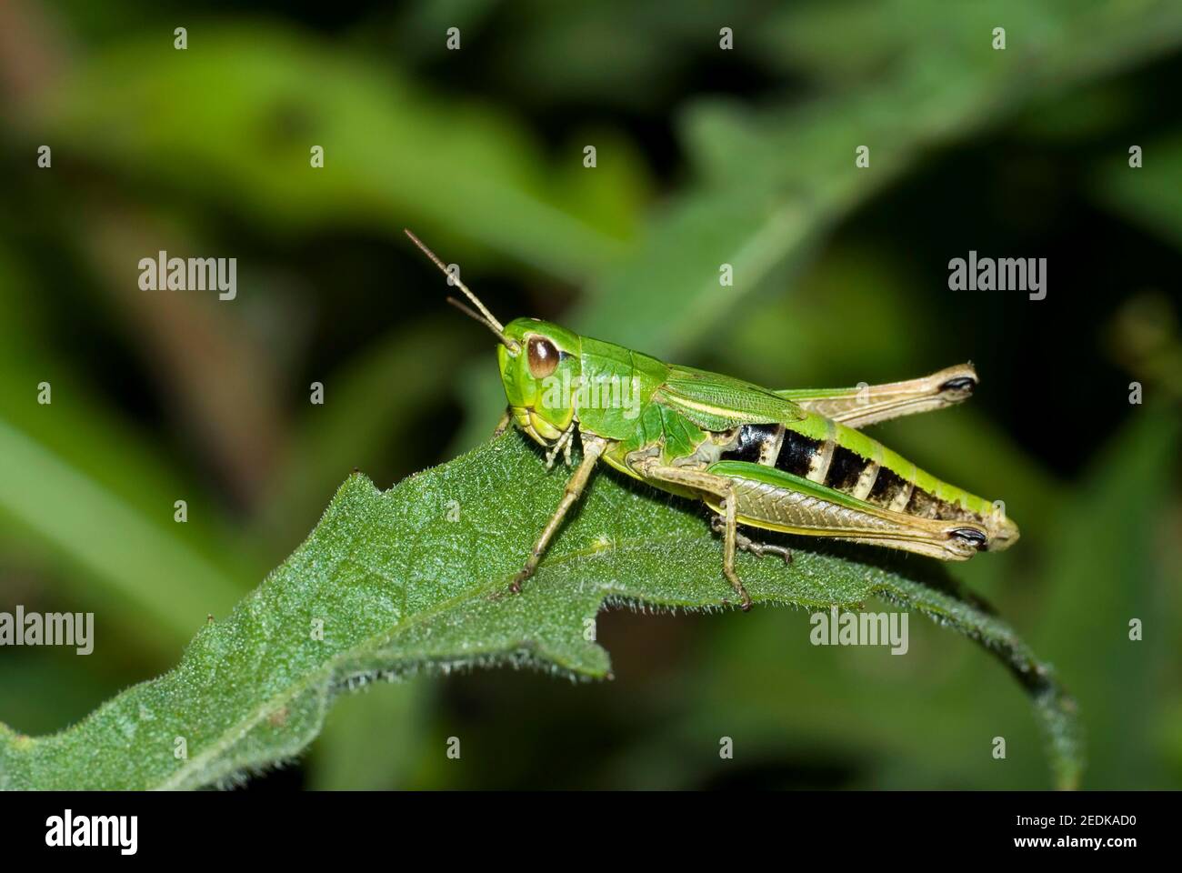 Common Green Grasshopper Foto de stock