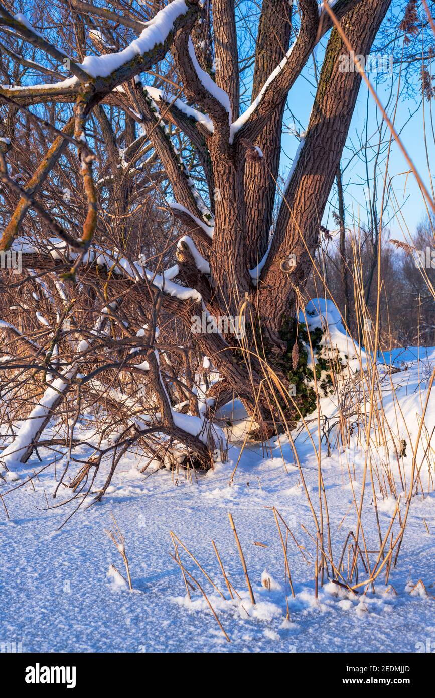 árbol en la nieve con el cielo azul y el sol Foto de stock