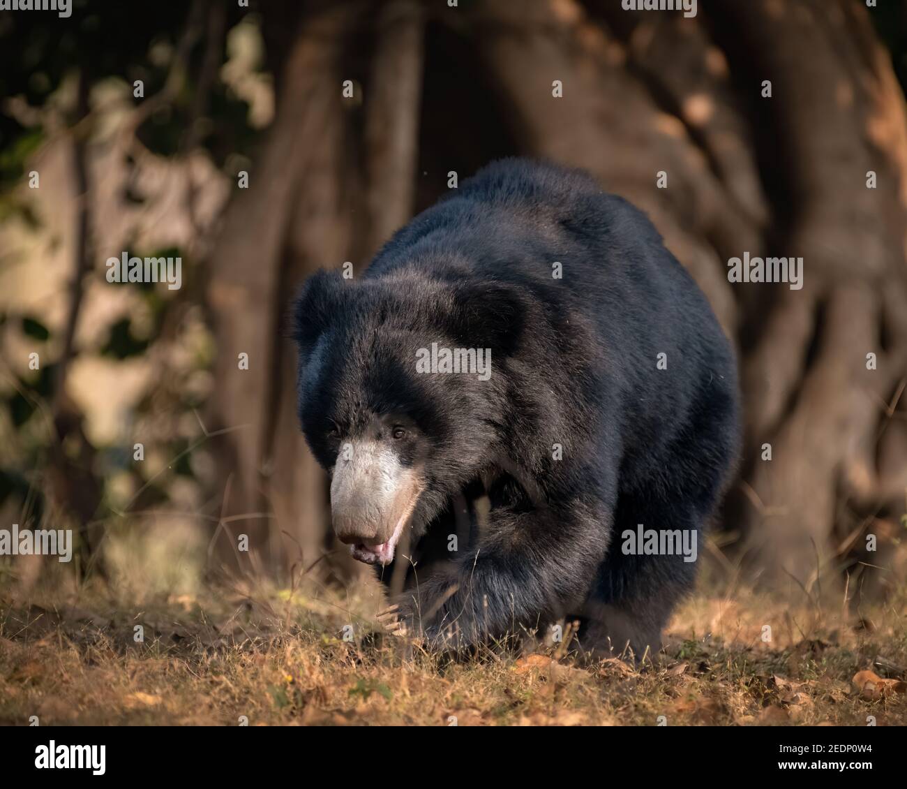 Un oso adulto grande (Melursus ursinus), está caminando en los bosques de la Reserva de Tigre de Ranthambore en Rajasthan, India. Foto de stock