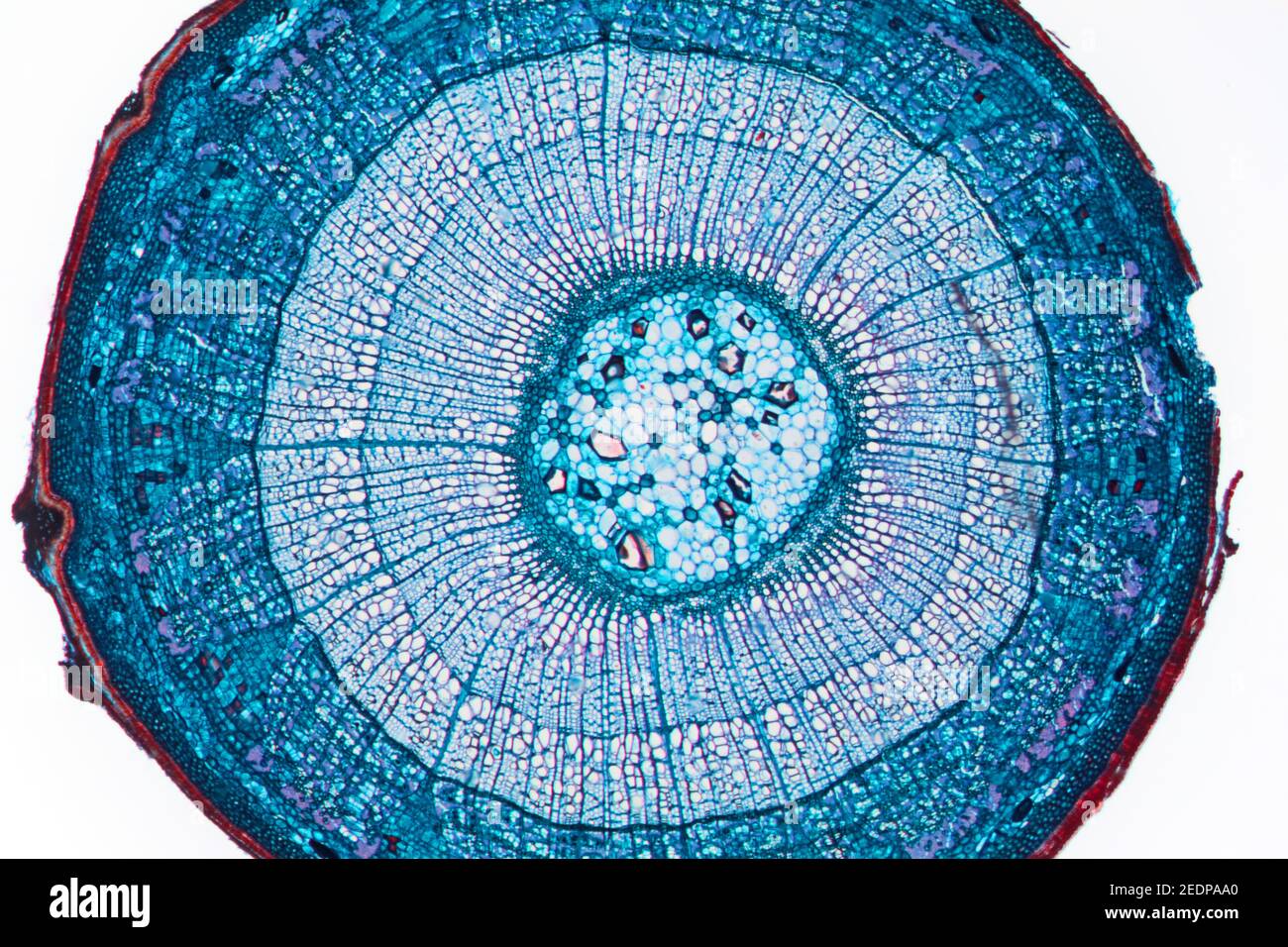 basswood, linden, limo (Tilia spec.), sección transversal de un tallo de dos años de antigüedad de una sección de cal, micrótomo Foto de stock