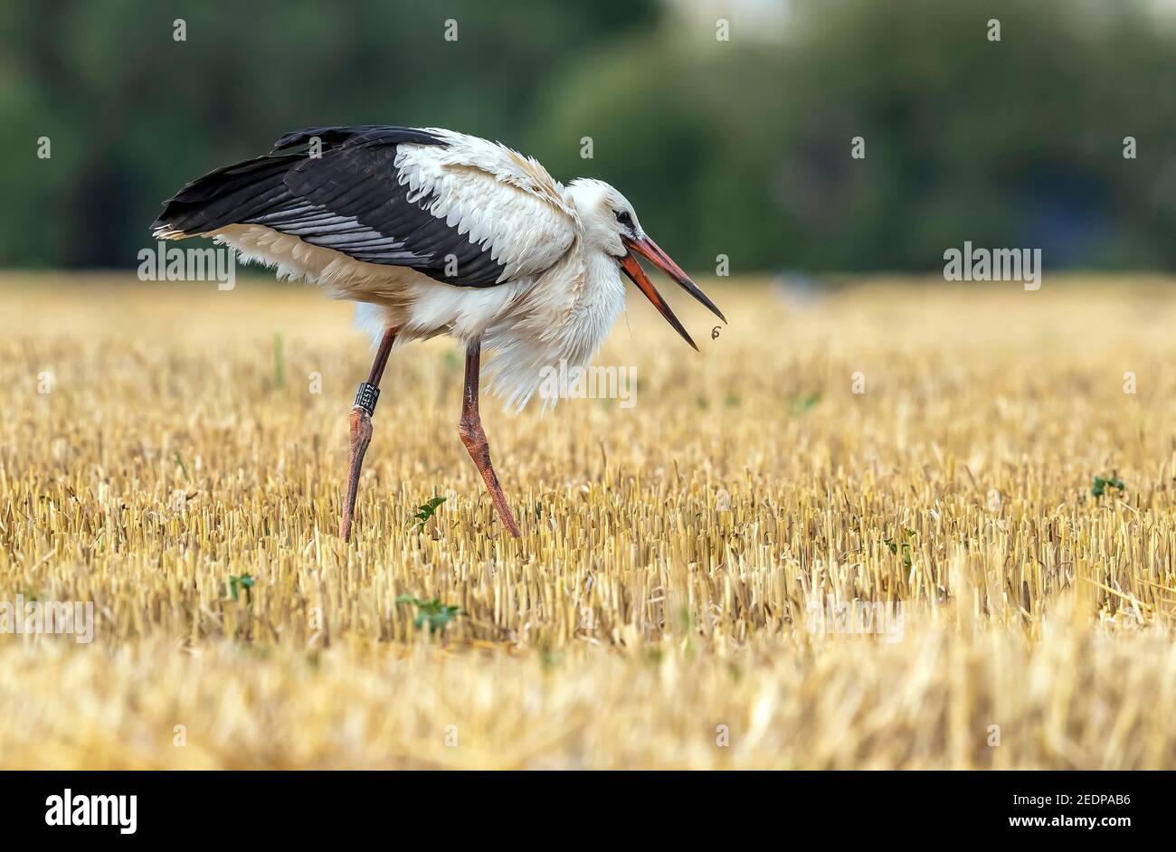 Cigüeña blanca (Ciconia ciconia), inmadura comiendo un gusano en un campo agrícola, Bélgica, Zaventem Foto de stock