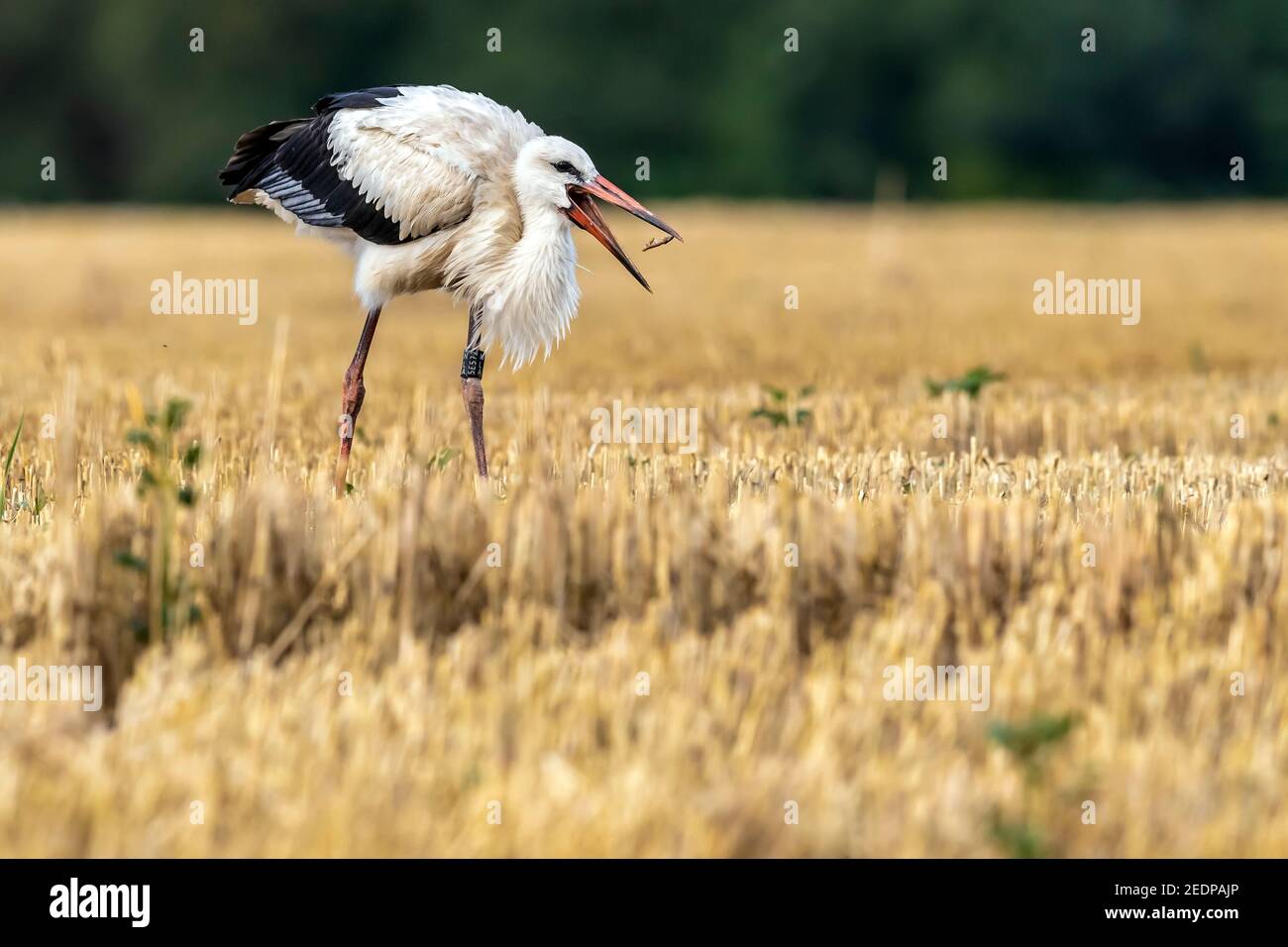 Cigüeña blanca (Ciconia ciconia), inmadura comiendo un gusano en un campo agrícola, Bélgica, Zaventem Foto de stock