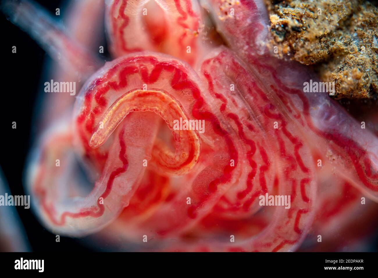 Lombrices de lodo (especificación Tubifex), lombrices de lodo, microscopio de campo oscuro Foto de stock