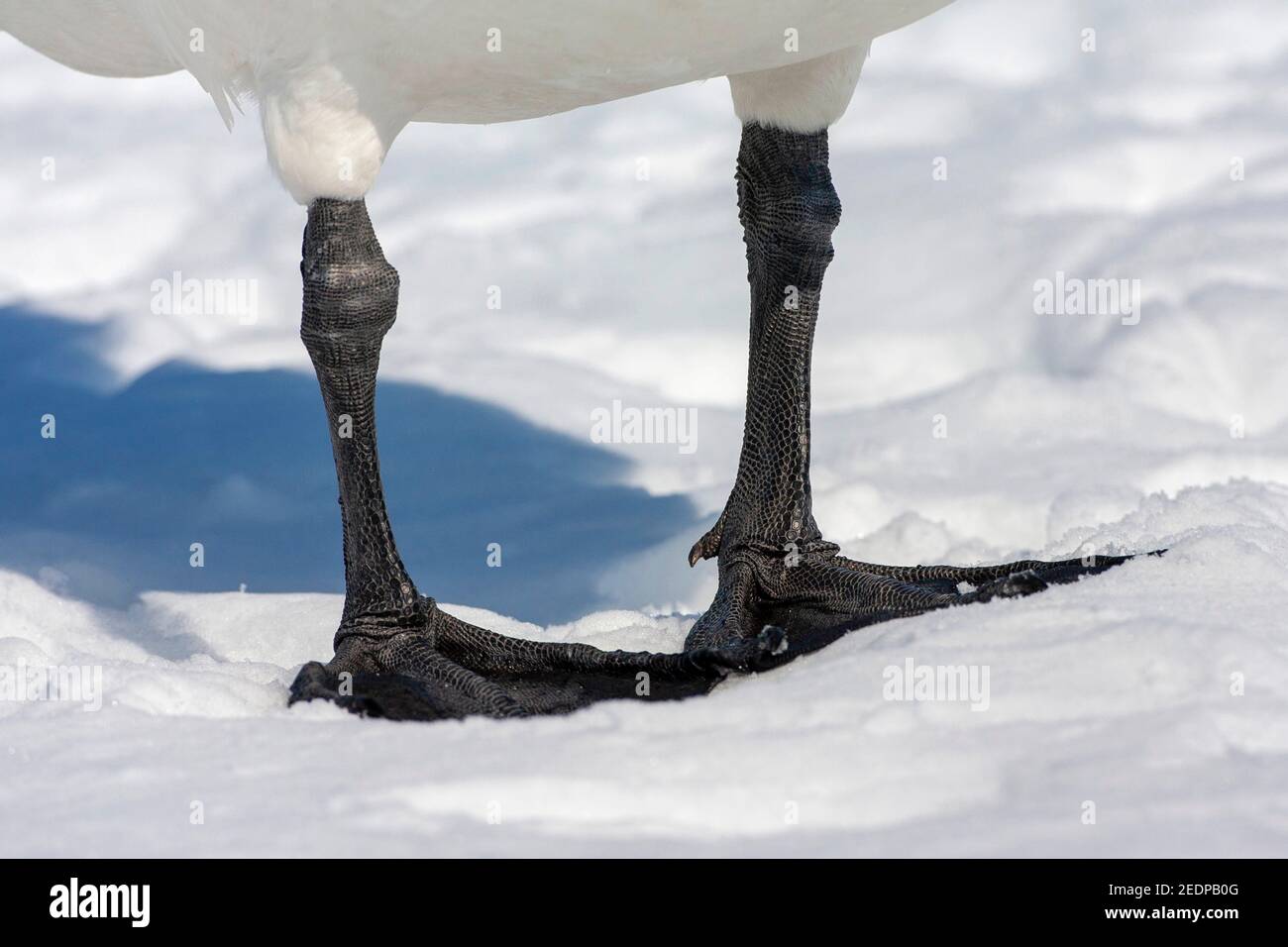 Cisne whooper (Cygnus cygnus), primer plano de los pies de un cisne whooper, parado en la nieve, Japón, Hokkaido Foto de stock
