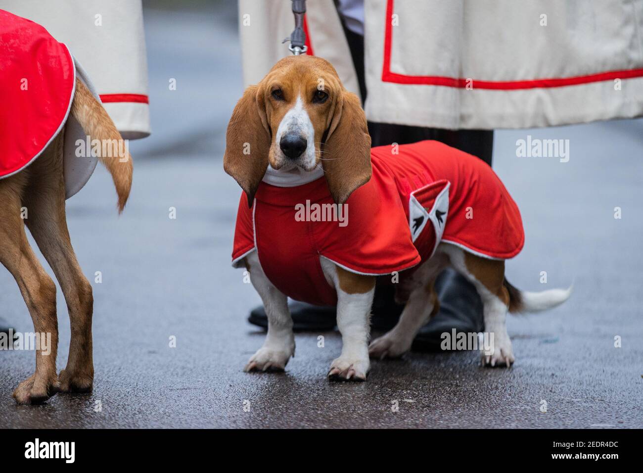 Perros disfrazados fotografías e imágenes de alta resolución - Alamy