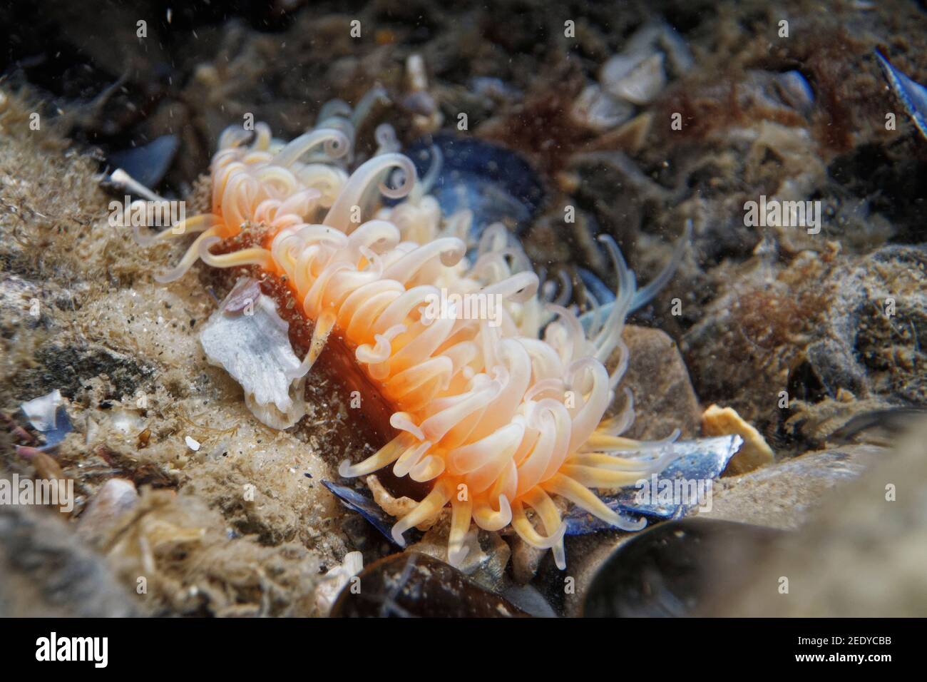 Elegante anémona (Sagartia elegans) en una piscina de roca baja en la costa, el Gower, Gales, Reino Unido, agosto. Foto de stock