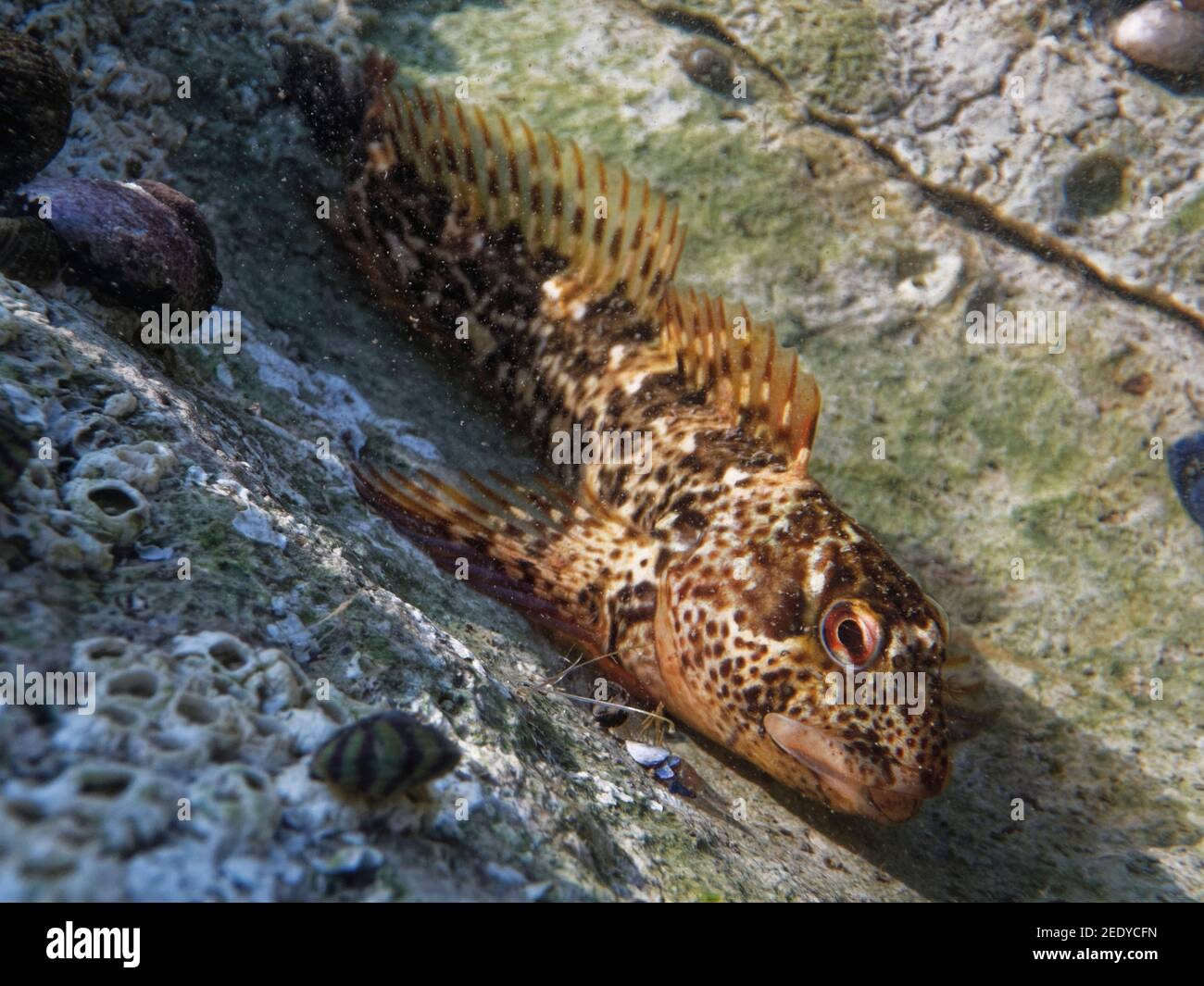 Vista de cerca de un Blenny común / Shanny (Lipophrys folis) en una piscina de roca, el Gower, Gales, Reino Unido, septiembre. Foto de stock