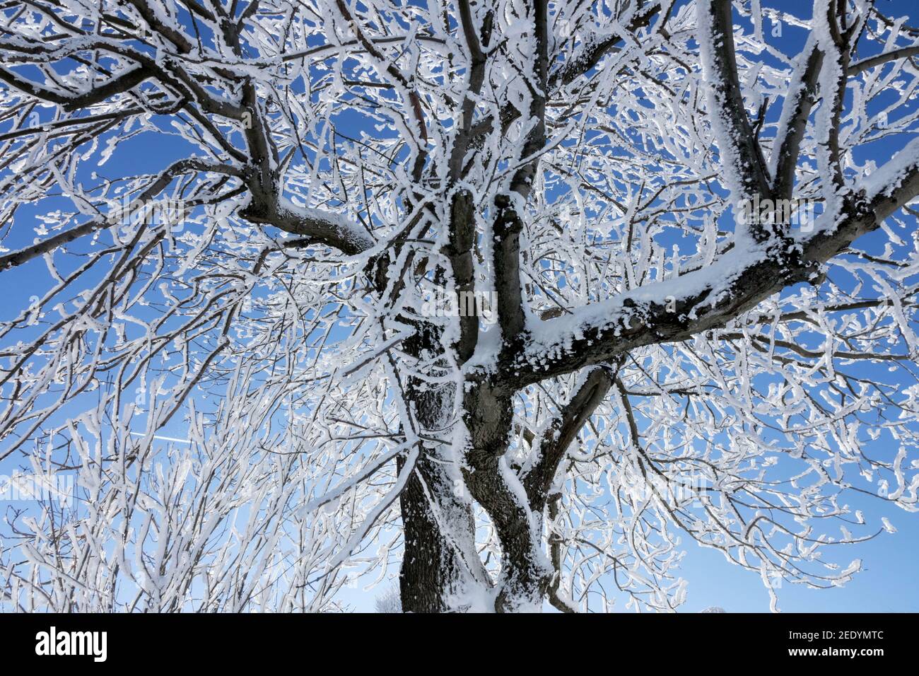 Árbol de fresno europeo invierno Fraxinus excelsior Hoar ramas de escarcha mirando hacia arriba a las plantas del cielo Foto de stock