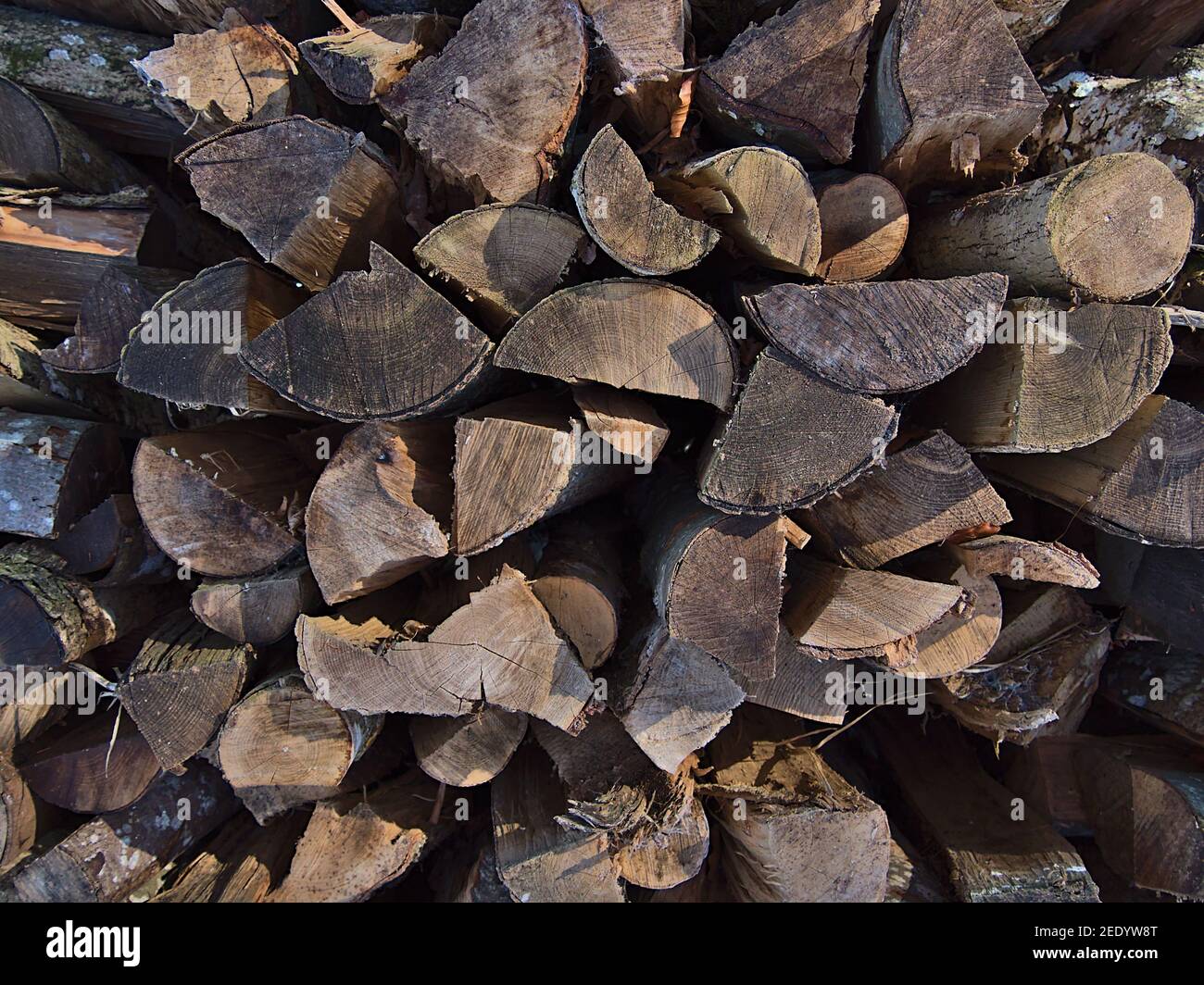 Vista de primer plano de la pila de madera con troncos cortados con textura de madera y anillos de edad visibles en un bosque de Swabian Alb, Alemania. Enfoque en el centro. Foto de stock