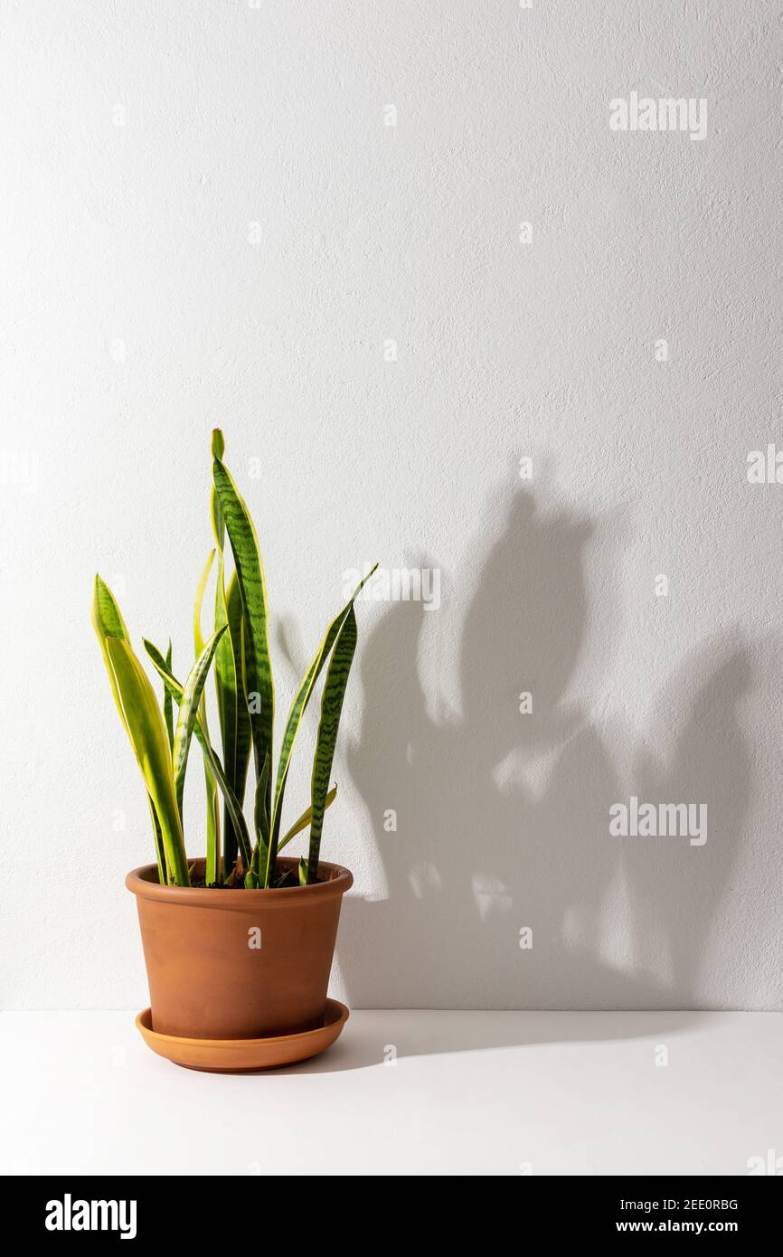 Home flor Sansevieria primer plano sobre una mesa blanca contra una pared blanca, la sombra de una flor en la pared, diseño biofílico Foto de stock