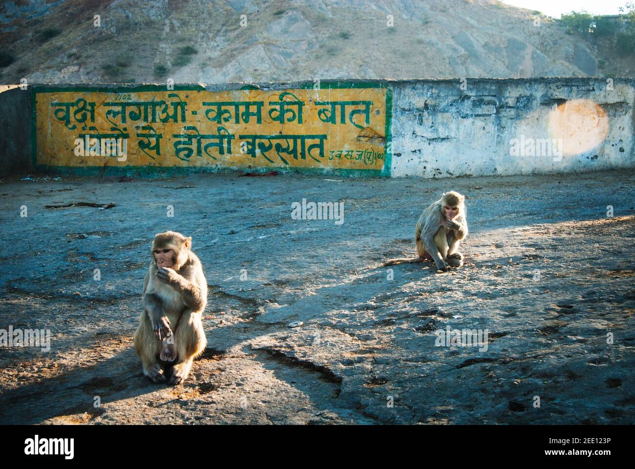 Monos macacos Rhesus en Monkey Galta Ji, el templo de los monos cerca de la ciudad rosa, Jaipur, Rajasthan, India Foto de stock