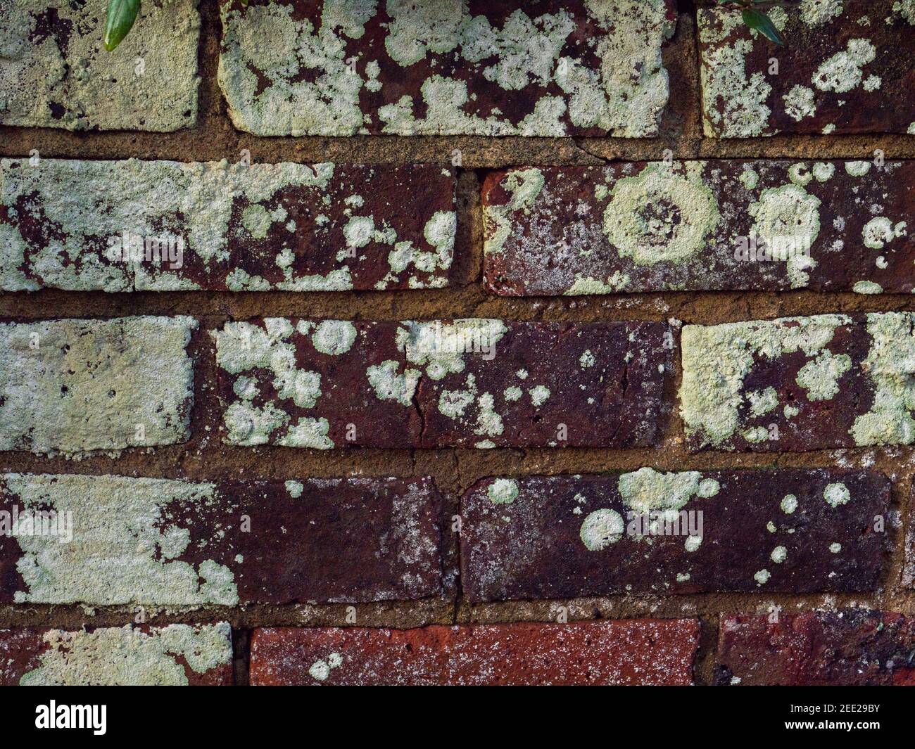 Lichen vio crecer en una pared de ladrillo vertical. Foto de stock