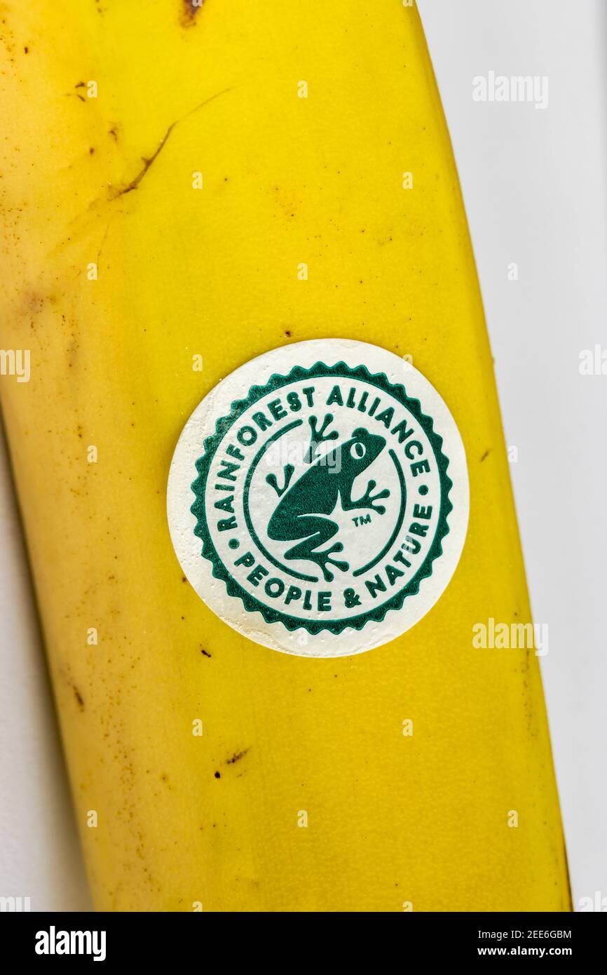 Pegatina en un plátano: "Rainforest Alliance, People & Nature" con el logotipo de la rana, una organización no gubernamental de conservación y sostenibilidad Foto de stock