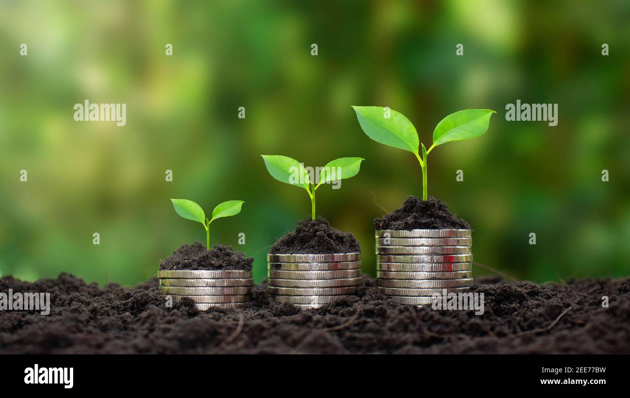 Las monedas y las plantas se cultivan en un montón de monedas para las finanzas y la banca. La idea de ahorrar dinero y aumentar las finanzas. Foto de stock