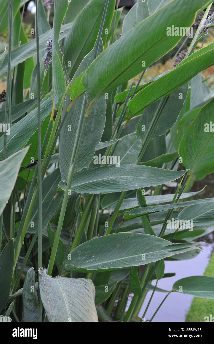 Hojas de una planta acuática con bandera de cocodrilo en polvo (Thalia dealbata) Plantado en un estanque en un jardín en septiembre Foto de stock