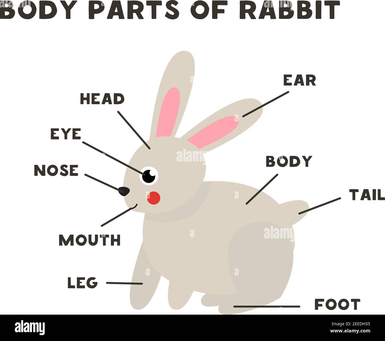Partes del cuerpo del lindo conejo de dibujos animados. Anatomía de los  animales en inglés para los niños. Aprender palabras Imagen Vector de stock  - Alamy