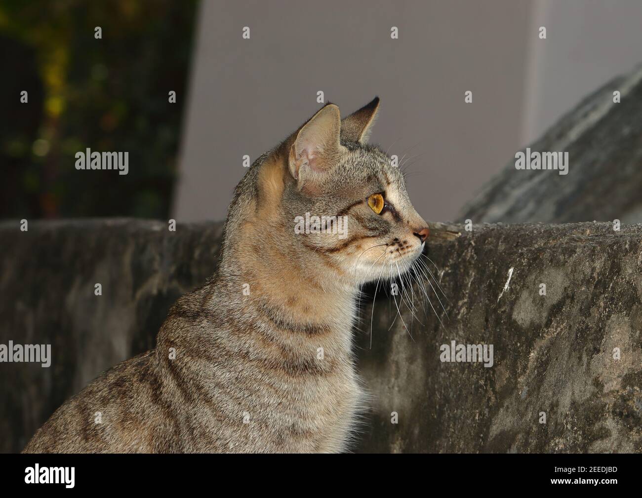 Un gato de la mascota se esconde detrás de un acantilado mientras que mantiene un reloj en la víctima por el cuello para arriba, india-Asia Foto de stock