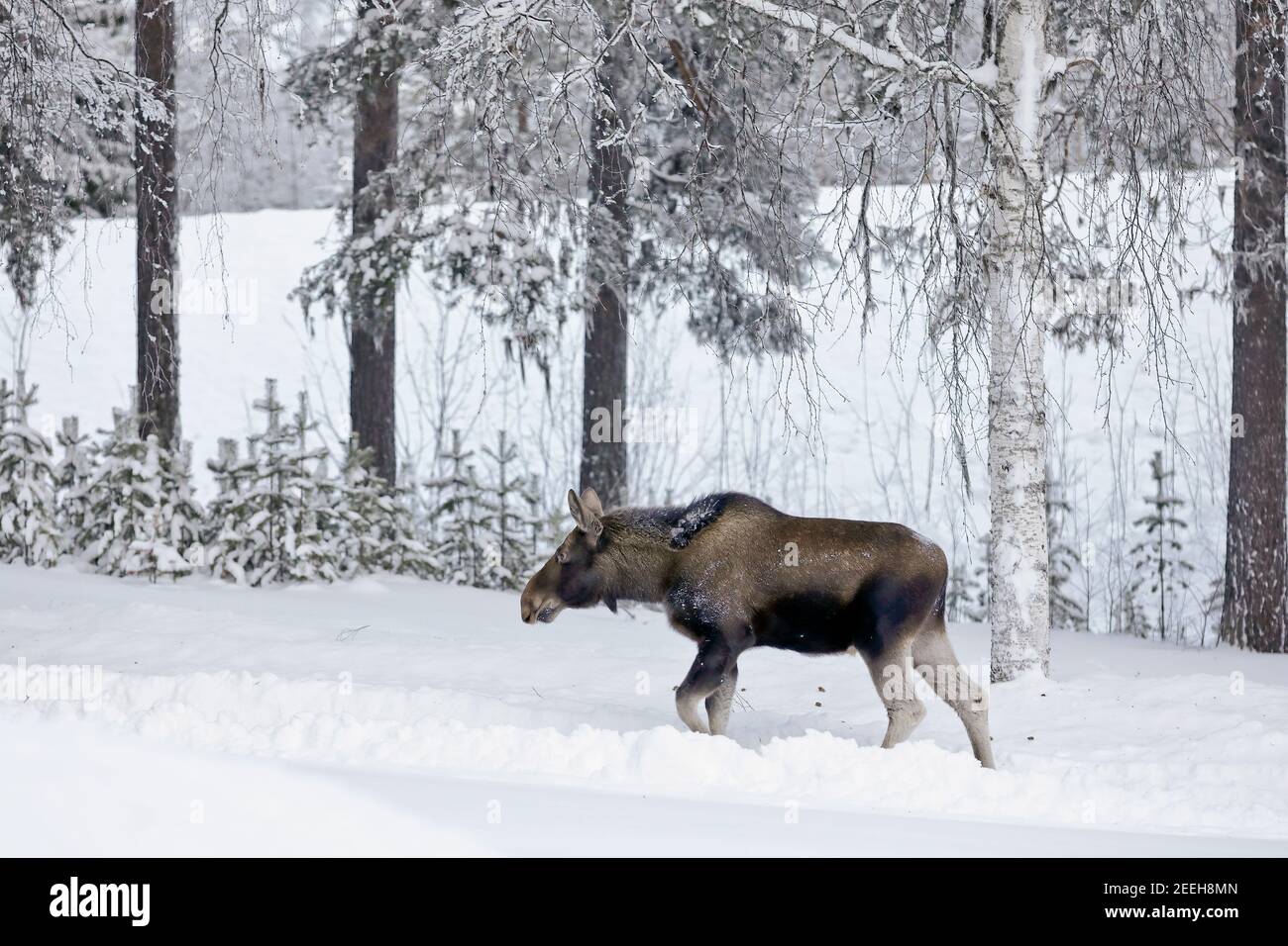 ELK sueco, Alces alces, en la nieve profunda. El animal está cerca de la cámara y la imagen es de formato paisaje Foto de stock
