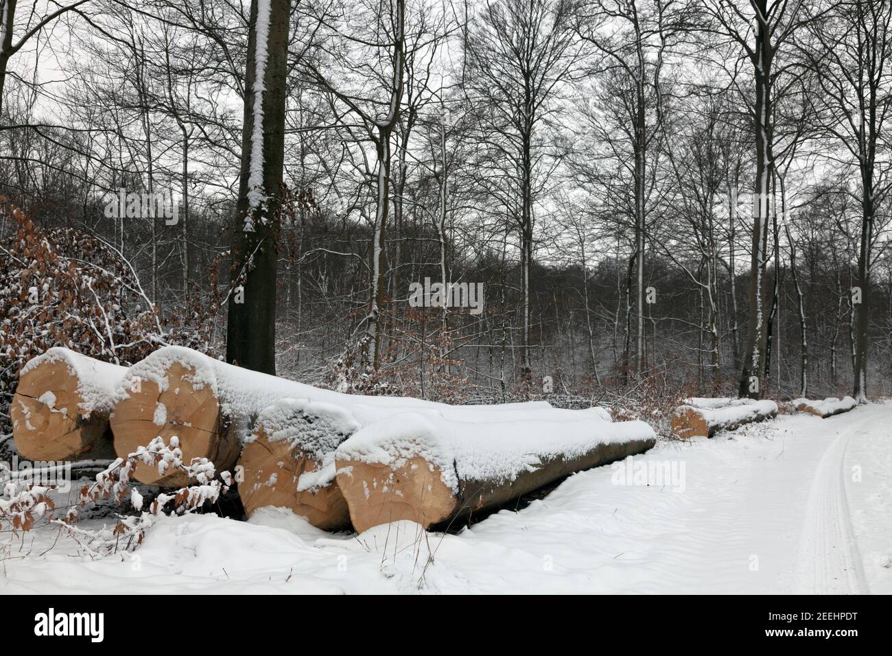 Invierno en el bosque Folehand en North Sealand, Dinamarca. Troncos cubiertos de nieve a lo largo del camino de madera. Haya. Árboles desnudos y hojas muertas de haya con nieve. Foto de stock
