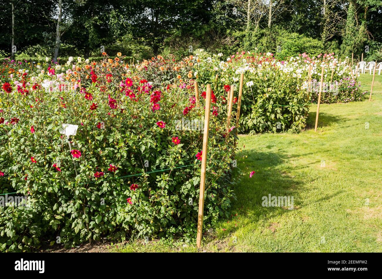 Parte del campo de exhibición en el vivero Gilberts Dahlia en Hampshire, Reino Unido, en septiembre. Las flores rojas prominentes son Dahlia coccinea. Foto de stock