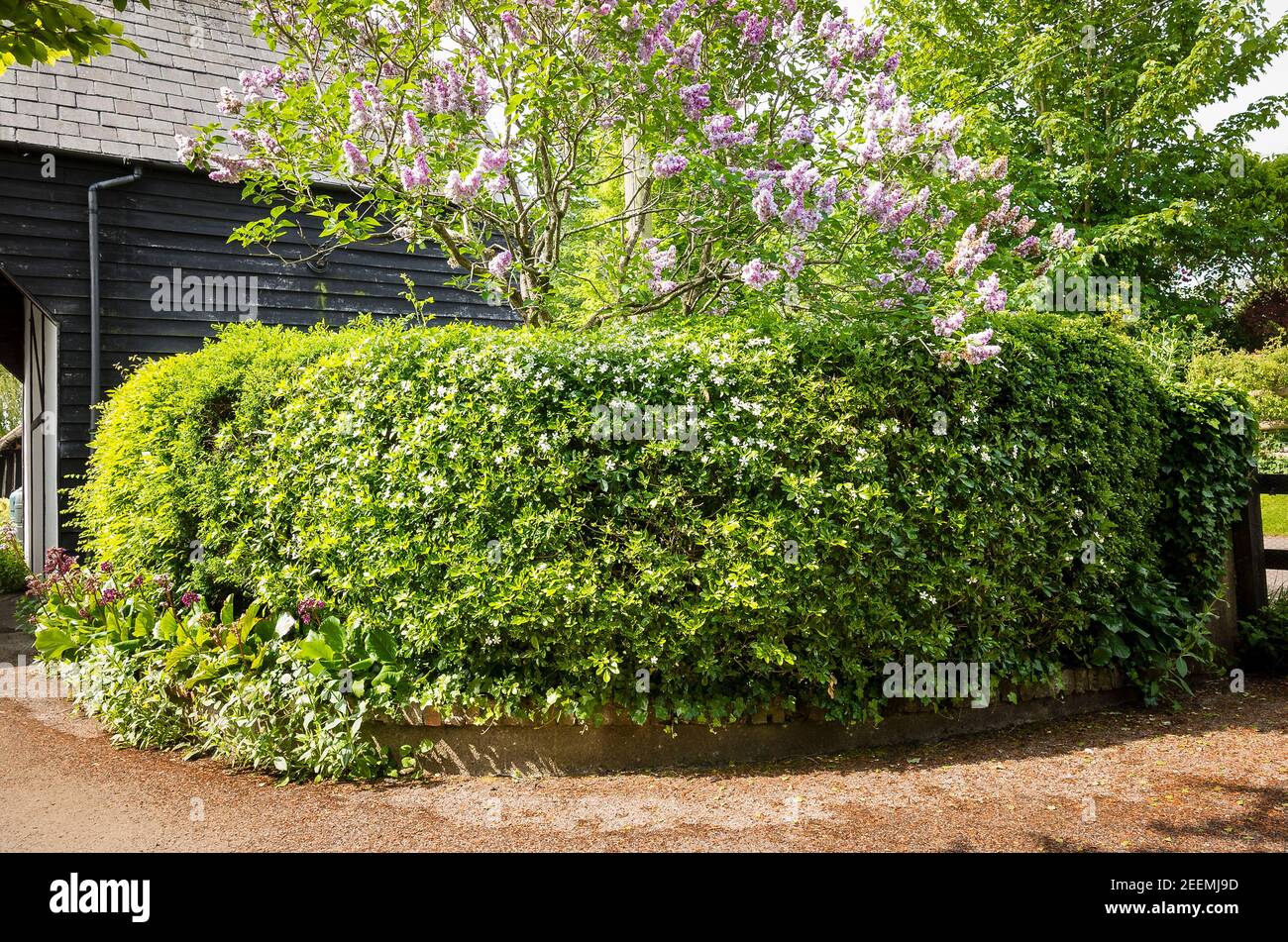 Una cobertura mixta con arbustos fragantes y un árbol lila (Syringa vulgaris Kaatherine Havemeyer floreciendo en mayo en un inglés jardín en un villagee rural Foto de stock