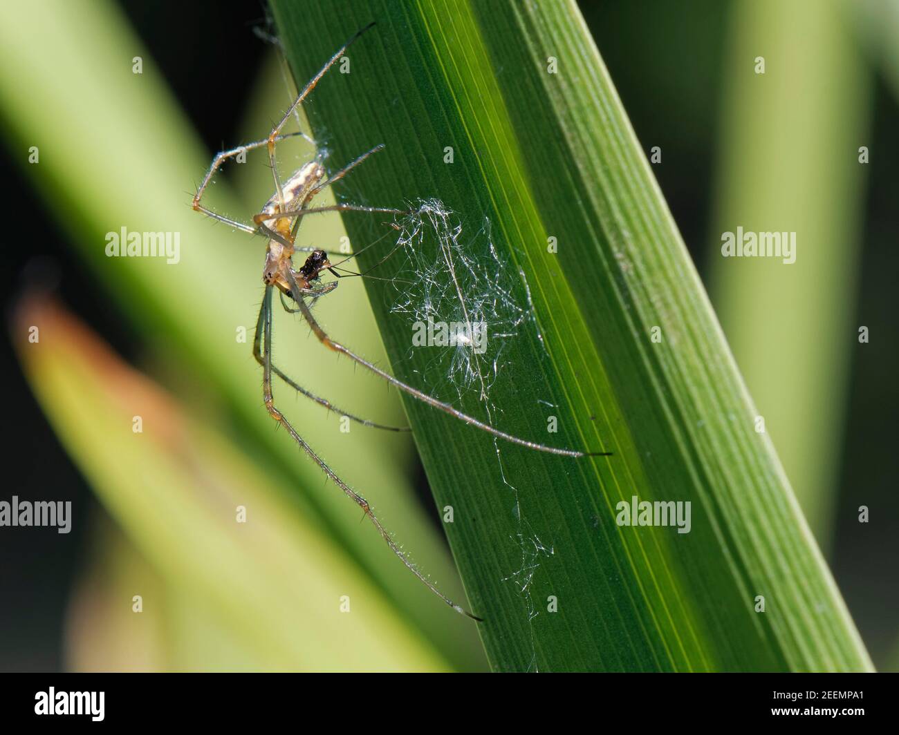 Orbtejedor de jawed largo / araña de estiramiento común (Tetragnatha extensa) con una pequeña presa de insectos en una hoja de junco de la orilla del río, Wiltshire, Reino Unido, mayo. Foto de stock