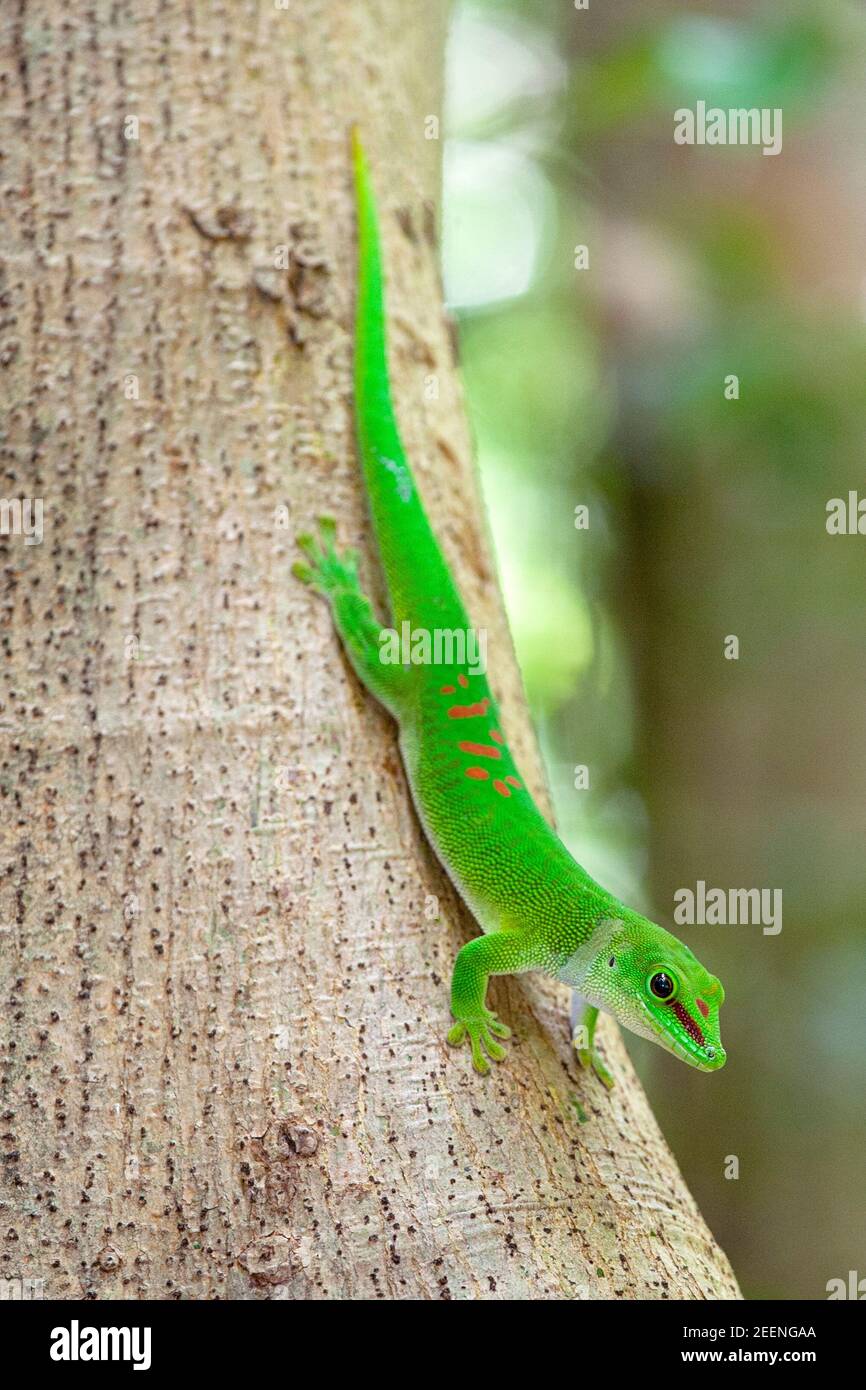 Madagascar día gecko en tronco de árbol, norte de Madagascar Foto de stock