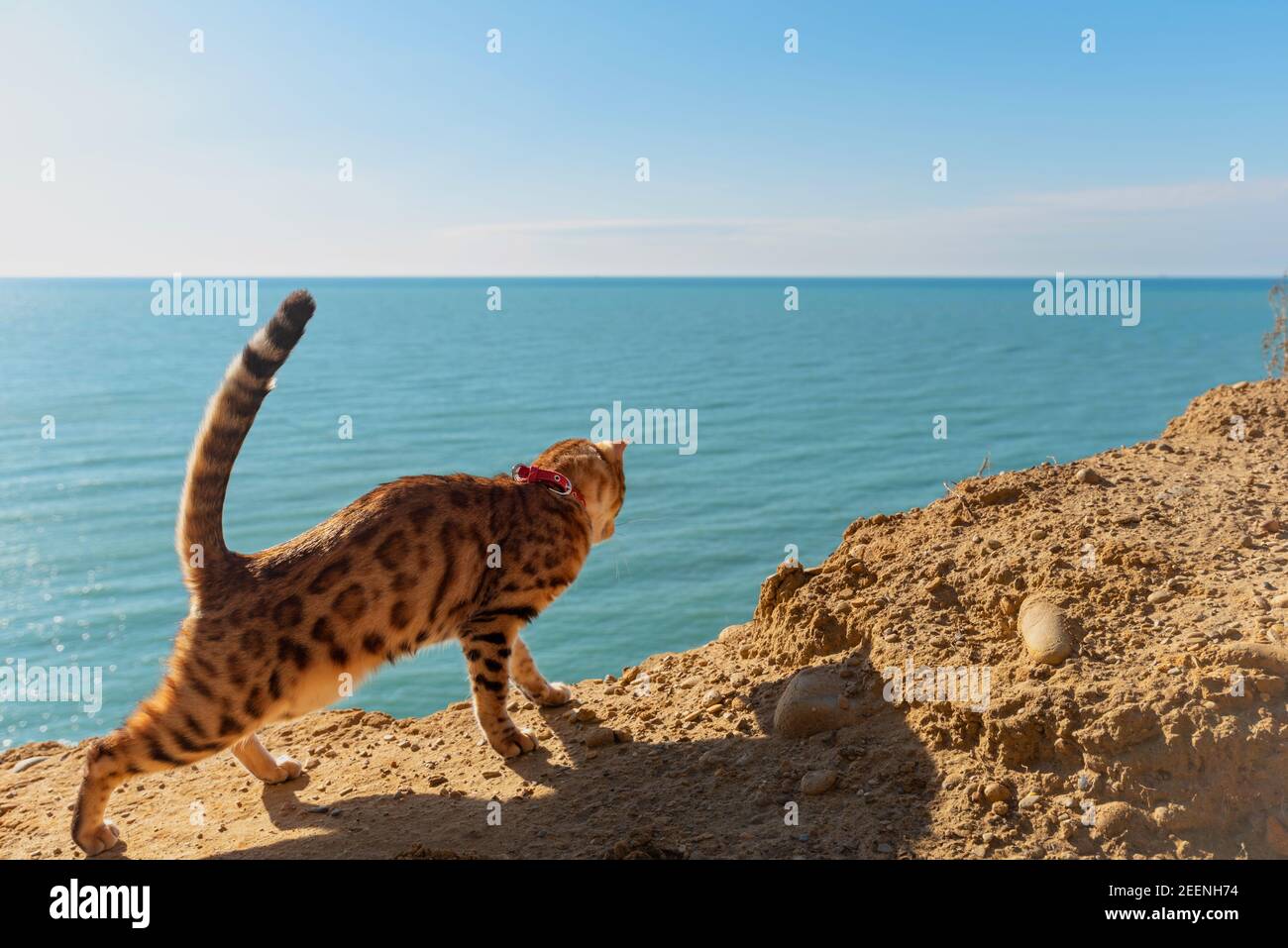 El gato doméstico de Bengala mira al mar desde arriba Foto de stock