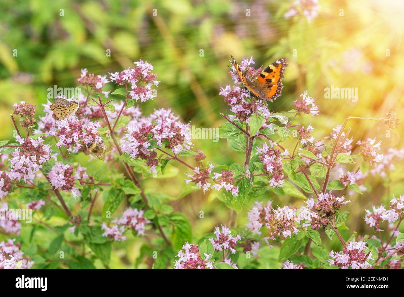 Flores púrpura de Origanum vulgare o comunes de orégano, mejorana silvestre. Día soleado Foto de stock