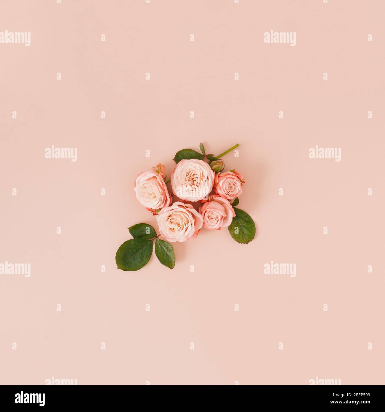 Composición creativa con flores color rosa pastel sobre fondo beige suave.  Mínimo primavera o verano plano Fotografía de stock - Alamy