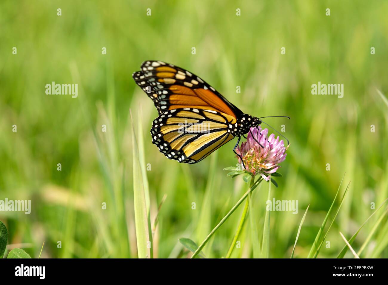Mariposa monarca (Danaus plexippus) alimentándose en la flor del trébol. Monarch's son una mariposa de maleza (subfamilia Danainae) en la familia Nymphalidae. Foto de stock