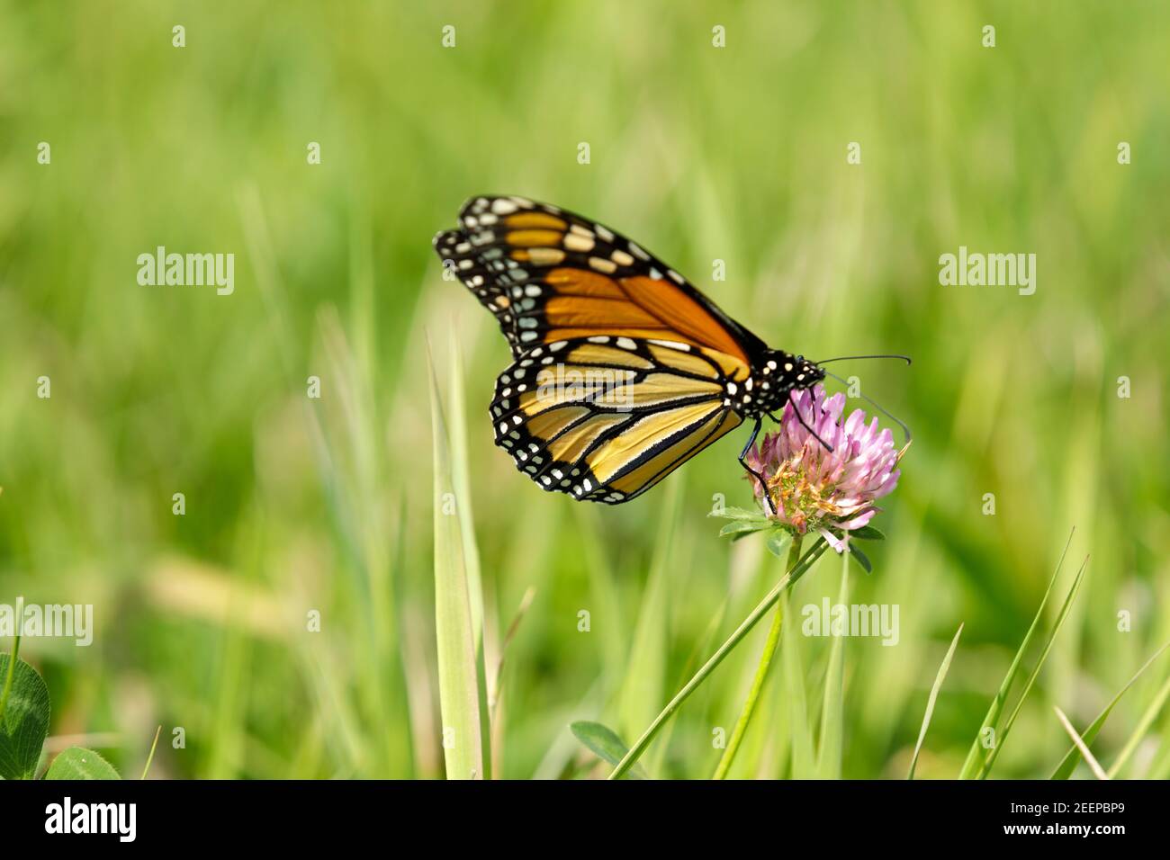 Mariposa monarca (Danaus plexippus) alimentándose en la flor del trébol. Monarch's son una mariposa de maleza (subfamilia Danainae) en la familia Nymphalidae. Foto de stock